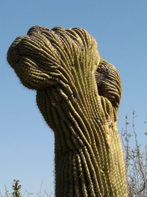 Crested Saguaro