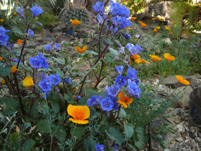 Arizona-Sonora Desert Museum