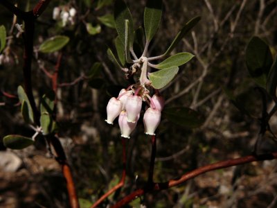 Manzanita