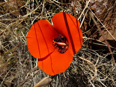 Desert Mariposa Lily