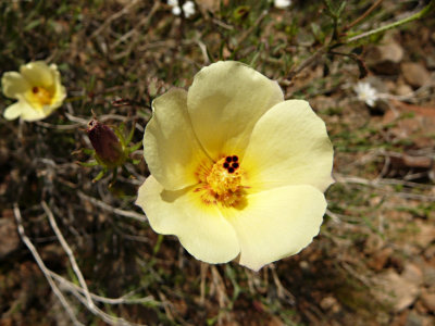 Coulter's Hibiscis (Desert Rosemallow)