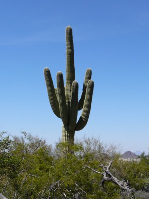 Saguaro National Park