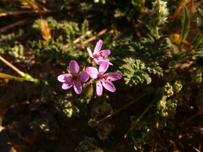 Red Stem Stork's Bill