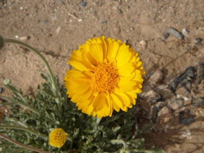 Desert Marigold