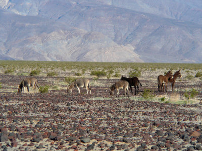 Wild Burros