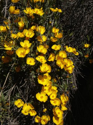 Bush Poppy, open