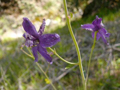 Spreading Larkspur