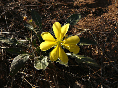 Desert Evening Primrose