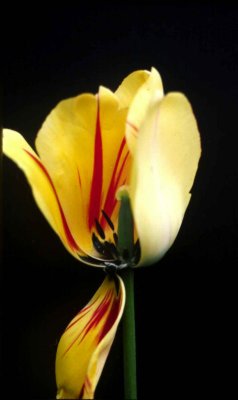 A tulip 1 copy.jpg