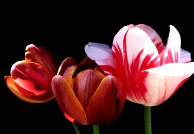 A tulip 5 copy.jpg