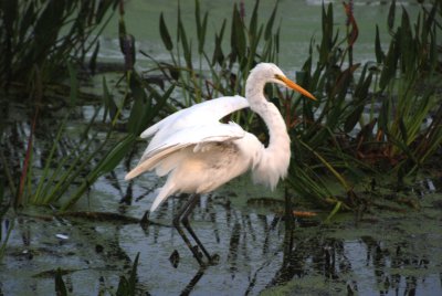 Wading Beauties of South Florida