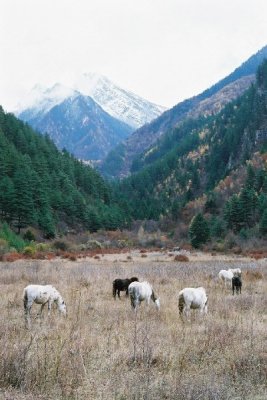 Cows under snow mountain