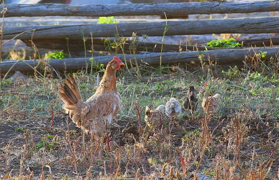 A Family of Chicken