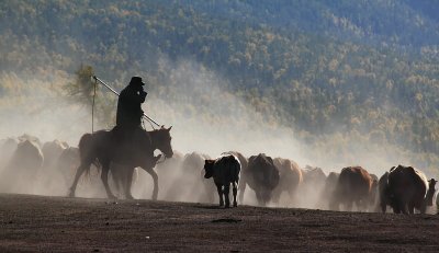 XinJiang - Herd Transfer Sep 10  