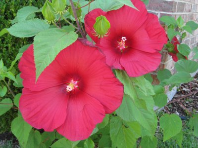 IMG_1047.JPG