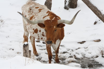 Snowy Day