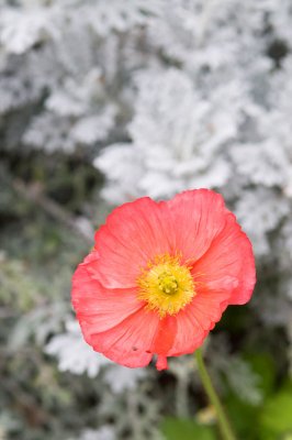 20080201-DSC_2956.jpg