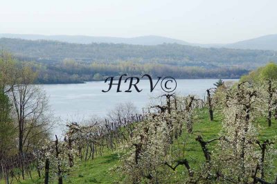Spring Fruit Blossoms & More HRVP 09