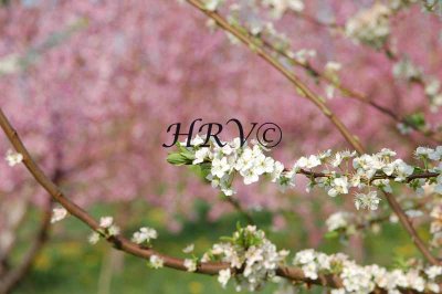 g1/72/914972/3/113080257.mZN2mOHl.jpg