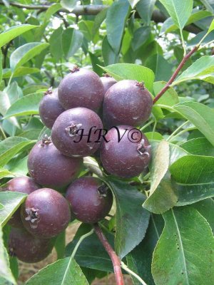 Pears IMG_1063.jpg