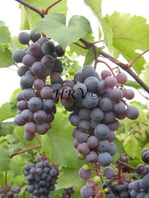 Grapes IMG_1613.jpg