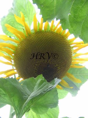 Sunflower IMG_1685.jpg