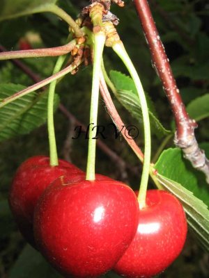cherries.jpg