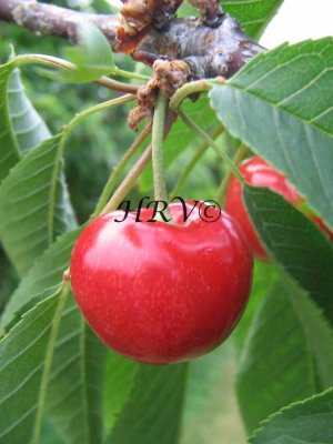 cherry.jpg