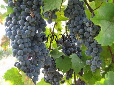grapes3.jpg