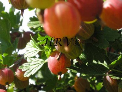 la 081currant.jpg