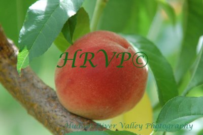 Peach & Wine Event at Prospect Hill Orchards - 08