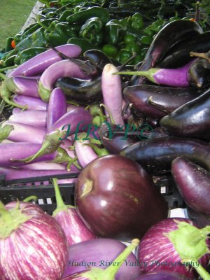 IMG_0790.jpg- Eggplant
