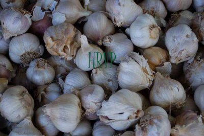 Garlic DSC_3923.jpg