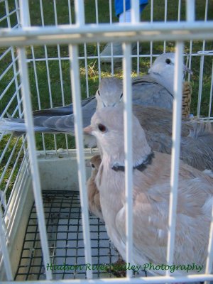 Doves IMG_0713001.jpg