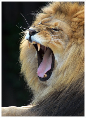 Male Lion