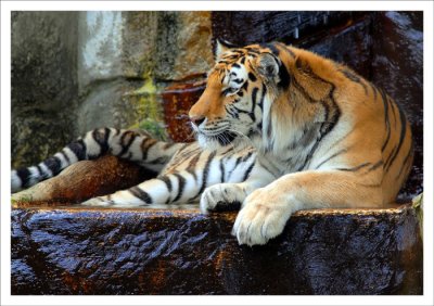 Siberian Tiger