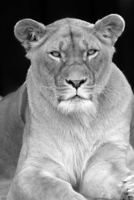 Lioness B+W