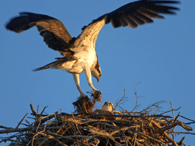 Sanibel Osprey Nest.jpg