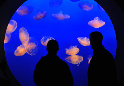Jellyfish at the Monterey Aquarium