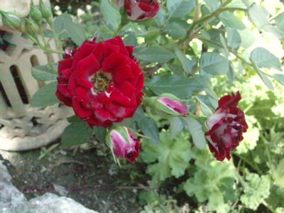 Flor 2
