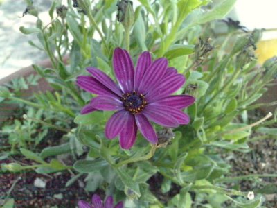 Marigarita