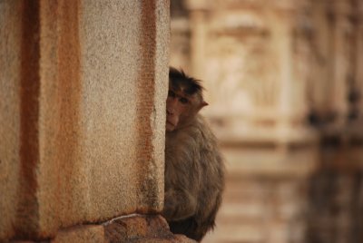 Monkey at Hampi