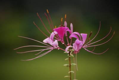 Coorg Garden Flower