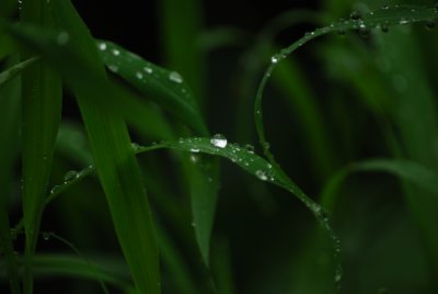 Lawn at Coorg