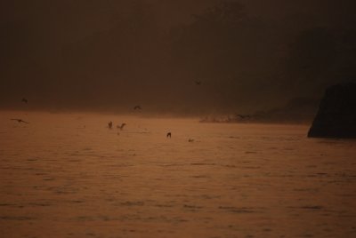 Birds in Cauvery River.JPG