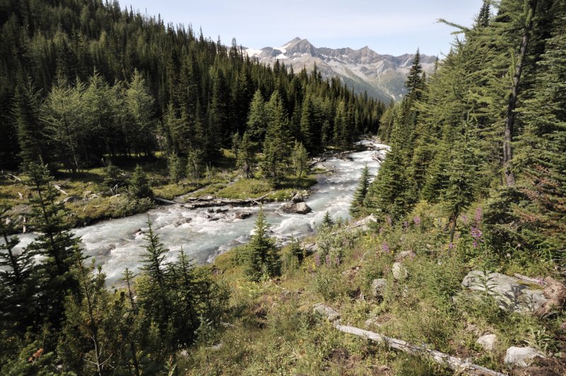 Bear Country