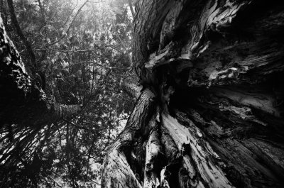 Roosevelt Cedars