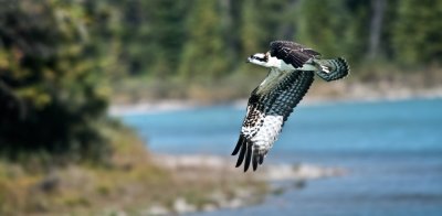 Osprey Learning to Fly