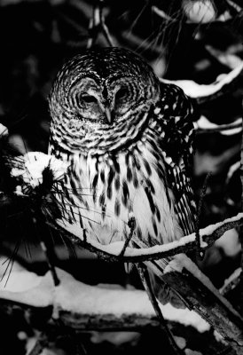 Barred Owl