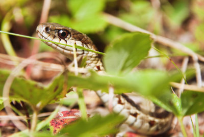 Garter Snake